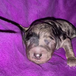 Diorite - Merle male Goldendoodle puppy in Philadelphia, Pennsylvania from Jah’s Retrievers