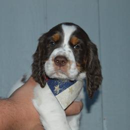 English Springer Spaniel Puppies from A & R Springers