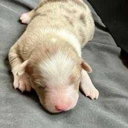 Amber - Red merle female Miniature Australian Shepherd puppy in Priest River, Washington from Offgrid Aussies