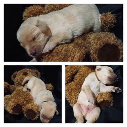 Labrador Retriever Puppies from Spring Water Labs of the Carolinas