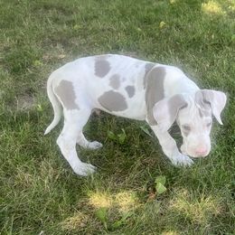 Lilac Harlequin I'm - Harlequin male Great Dane puppy in Charlotte, Michigan from Blue Diamond Danes