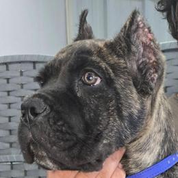 AKC and ICCF - Blue Collar Boy - Hera x Lawman - Black brindle male Cane Corso puppy in Gorman, Texas from McOmber Country Kennels
