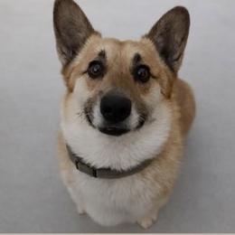 Buster - Pembroke Welsh Corgi