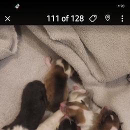 Collie Puppies from Sweet Southern Collies