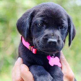Pink Girl - Black female Labrador Retriever puppy in Linville, Virginia from Virginia Labradors