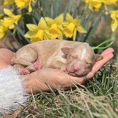 Dior - Gold male Bordoodle puppy in Conway, Missouri from 2J 2K Bordoodles