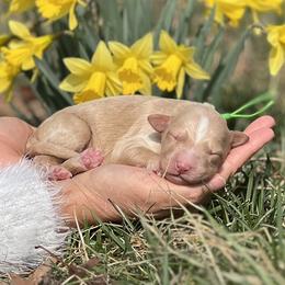 Dior - Gold male Bordoodle puppy in Conway, Missouri from 2J 2K Bordoodles