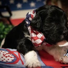 Goldendoodle Puppies from Best Doodles