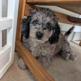 Cypress - Merle male Saint Berdoodle puppy in Garland, Texas from Brewer's Doodles and French Bulldogs