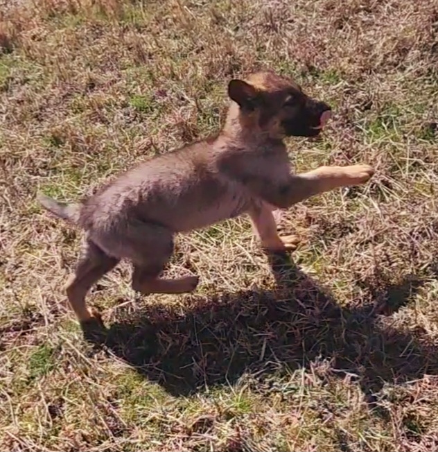 German Shepherd and Pembroke Welsh Corgi Puppies from Tiny Titans K9