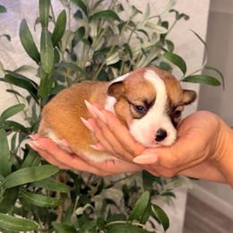 Red and White Male - Red male Pembroke Welsh Corgi puppy in Moreno Valley, California from Corgi Dobie Co.