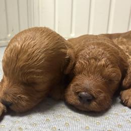 Female 4 - Red  female Poodle puppy in Southwest Ranches, Florida from Herringbone ‘s Poodles