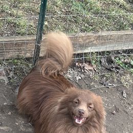 Teddy - Pomeranian