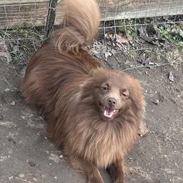 Teddy - Pomeranian