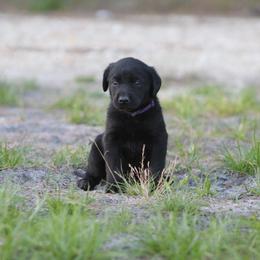 Girl 3 - Black female Labrador Retriever puppy in Four Oaks, North Carolina from TLC Retrievers