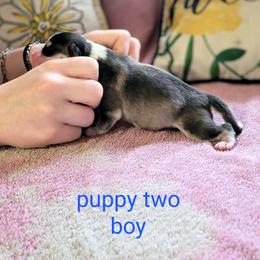 Pomsky Puppies from Nebula Ranch Pomskies