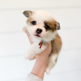 Queen of Hearts - Pink - Red female Pembroke Welsh Corgi puppy in Milan, Georgia from Williams’ Welsh Corgis LLC