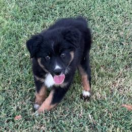 Chocolate - Black tri-color female Australian Shepherd puppy in Mount Vernon, Texas from RJ's Aussie Posse