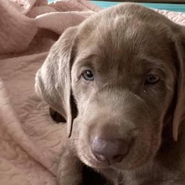 Dilute Retrievers and Labrador Retrievers from Bent Creek Kennels