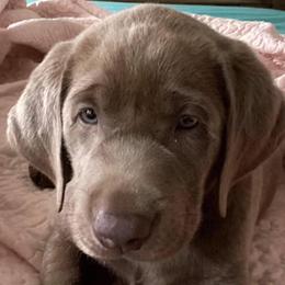 Dilute Retrievers and Labrador Retrievers from Bent Creek Kennels