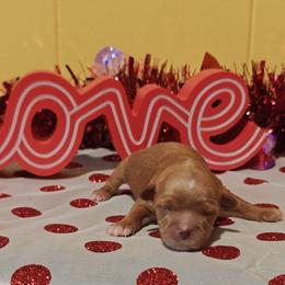 Pawbert - Red male Cavapoo puppy in Dallas, Texas from Halo's Heroes Doodles