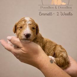 Emmett - Apricot male Goldendoodle puppy in Lake Charles, Louisiana from Perfect Fit Poodles & Doodles
