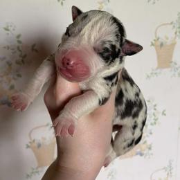 Boy 1 - male Alapaha Blue Blood Bulldog puppy in Grafton, Ohio from Eclipse Alapaha Kennels