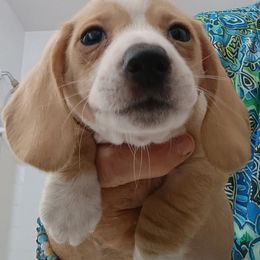 Mr. Pedro energetic, loves to run and play with his brother and sisters. He is more beige now but will probably turn Red as he gets older. - Piebald male Dachshund puppy in Pahrump, Nevada from Heaven Sent Doxies
