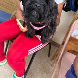 Zuri - Black and tan female Yorkshire Terrier puppy in Crandall, Texas from Dee’s pretty puppies
