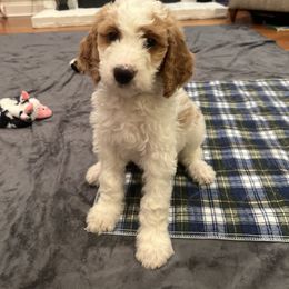 Goldendoodle Puppies from Cali Doodles
