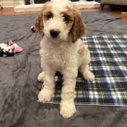 Goldendoodle Puppies from Cali Doodles