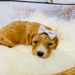 Rose - Apricot female Cavapoo puppy in Nixa, Missouri from Davis Family Doodles