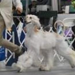 Afghan Hounds from Whirlaway's Ranch