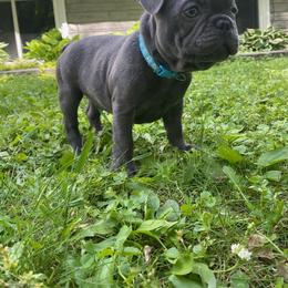 French Bulldog Puppies from Camarra King