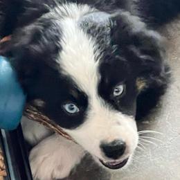 Aspen - Miniature Australian Shepherd