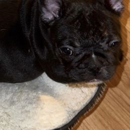 Charlie - Brindle male French Bulldog puppy in Wetumpka, Alabama from River Region Bullies