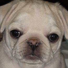 Pugs from Kapelac's Royal Pugs