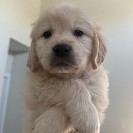 Wednesday ( Black Collar Girl ) - Light golden female Golden Retriever puppy in Phoenix, Arizona from Star Raised Goldens