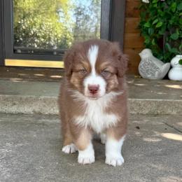 Gouda Boy 3 - Red tri-color male Australian Shepherd puppy in Walnut Creek, California from Sweet Magnolia Aussies
