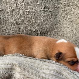 Reserved - Sable male American Corgi puppy in Pioneer, Michigan from Country Corners Corgis