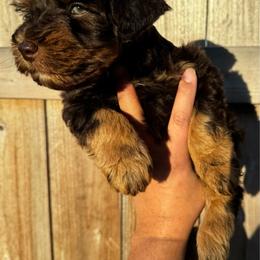 Woody - Liver male Miniature Schnauzer puppy in Edinburg, Texas from Forever Schnauzers