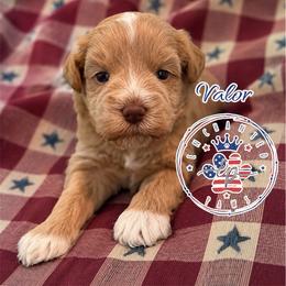 Valor - Wheaten male Miniature Schnauzer puppy in Dorr, Michigan from Enchanted Paws