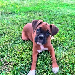 Ruby - Fawn female Boxer puppy in Christiana, Tennessee from Epitome Boxers