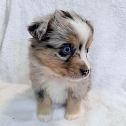 Blueberry - Blue merle male Miniature Australian Shepherd puppy in Scottsburg, Indiana from Aussie Gems