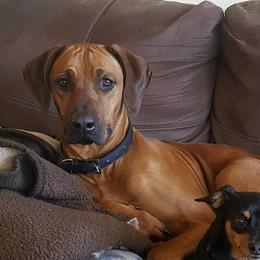 Rhodesian Ridgeback All Grown Up from Stoneridge Ridgebacks