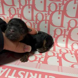 Penny - Black and tan female Yorkshire Terrier puppy in Illinois from Pretty Little Yorkies