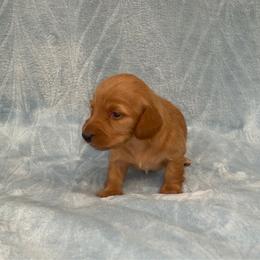 Eleanor- AKC - Red female Dachshund puppy in Gainesville, Texas from Diamond B Doxies