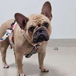 Cali - French Bulldog