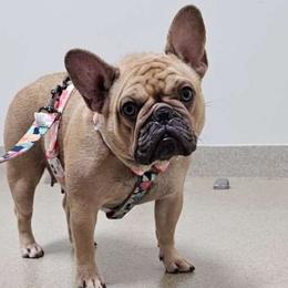 Cali - French Bulldog