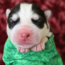 Green - Agouti and white male Siberian Husky puppy in York, Pennsylvania from Spalla Pups